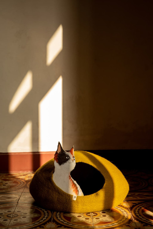 CAT BASKET