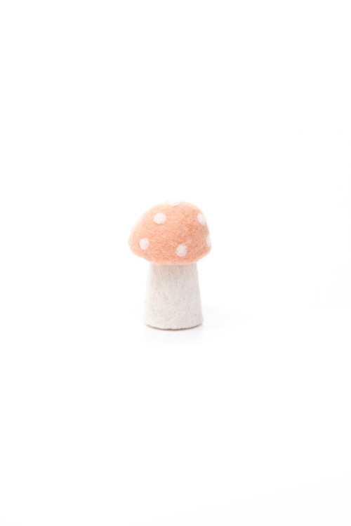 DOTTY - Dernière chance