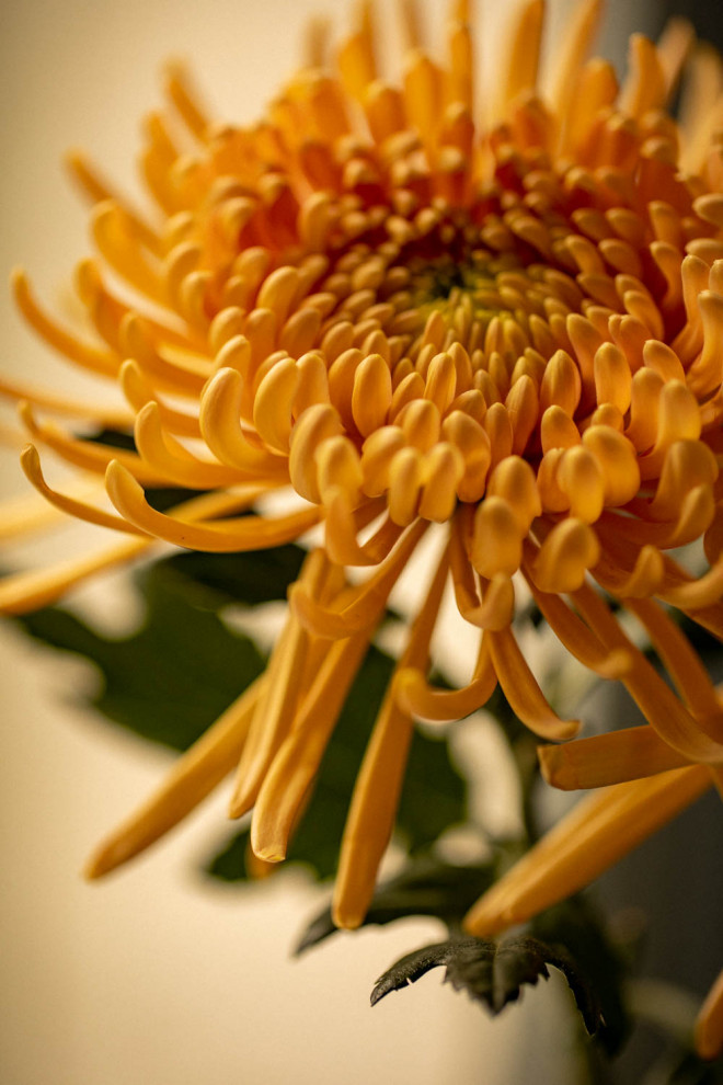 CHRYSANTHÈME BOULE DE SOLEIL