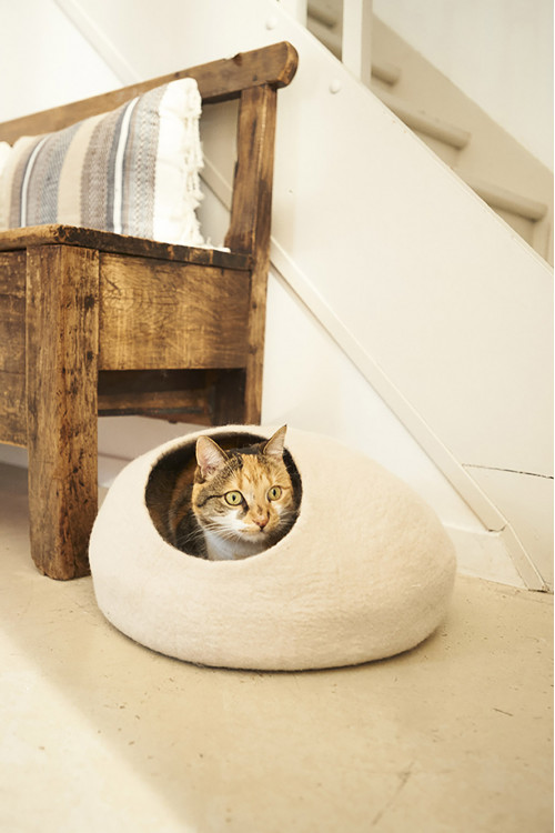 a cat takes its head out of its boiled wool basket a cat takes its head out of its boiled wool basket