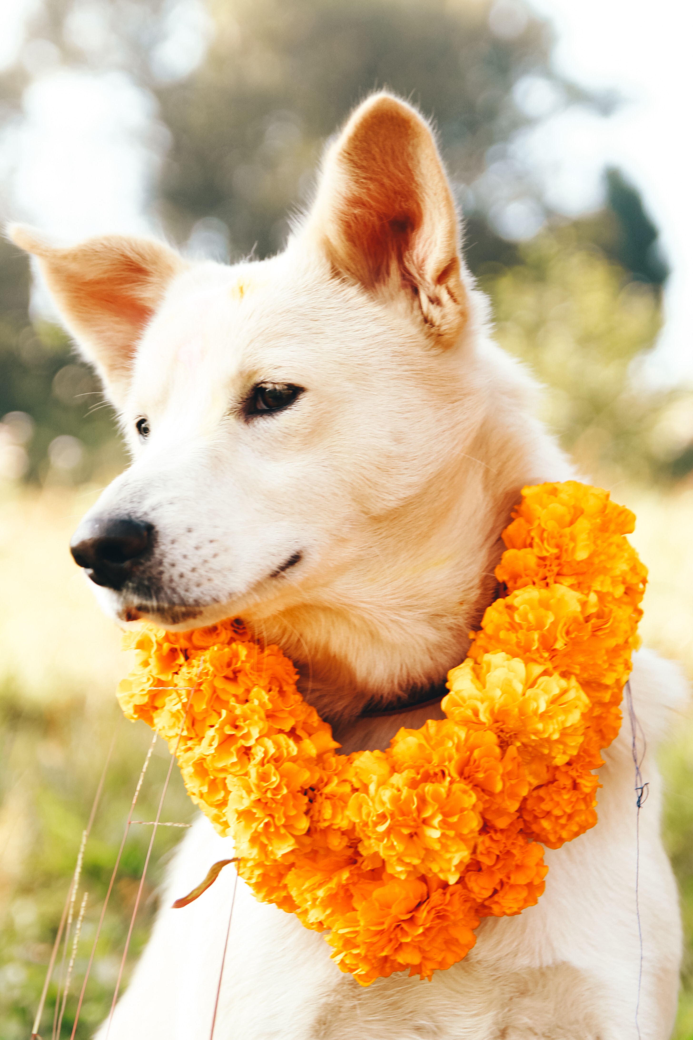 Chien avec un collier de fleur autour du cou à l'occasion du jour consacré au culte des chiens au Népal