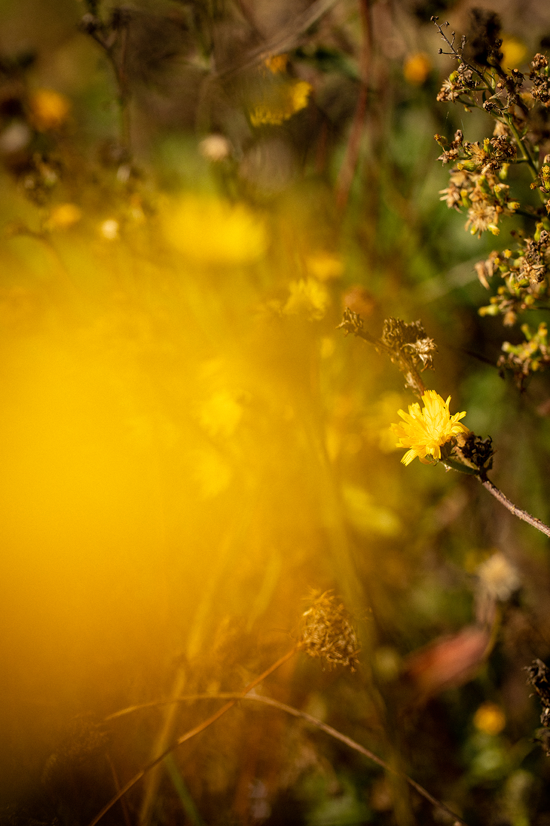 Gros plan sur de l'herbe avec une fleur jaune