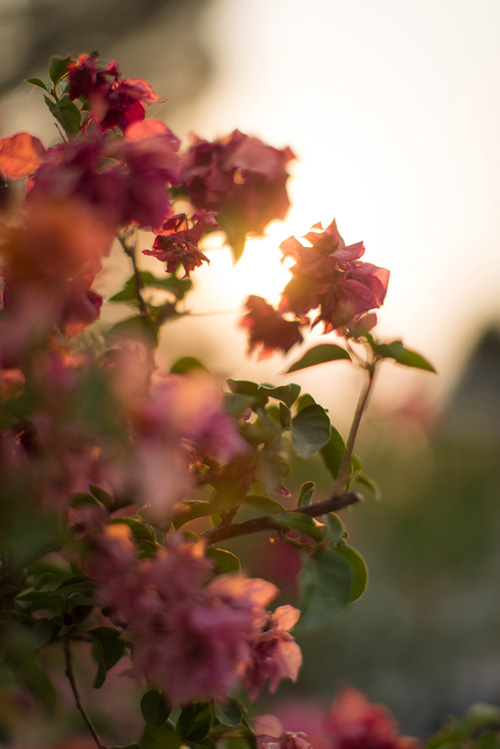 Fleurs rose Fleurs rose