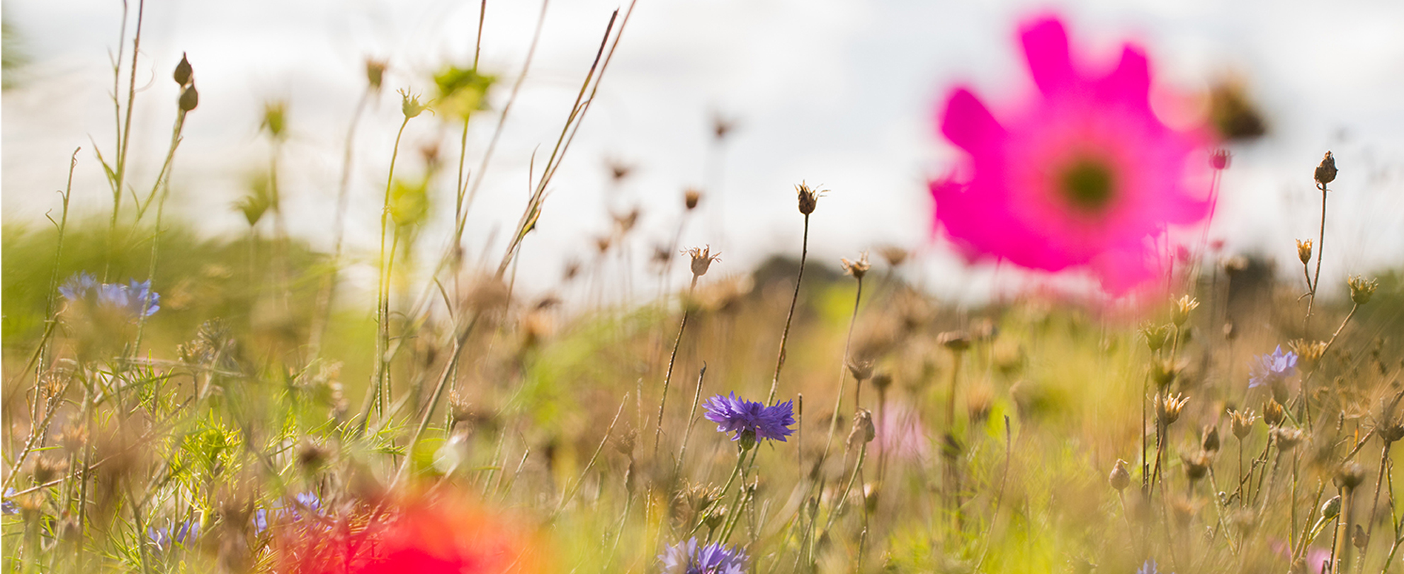 Ambiance florale