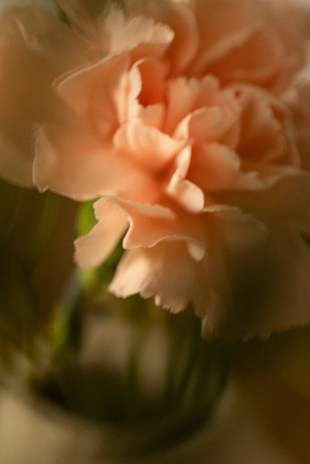 Focus on the petals of a pink carnation
