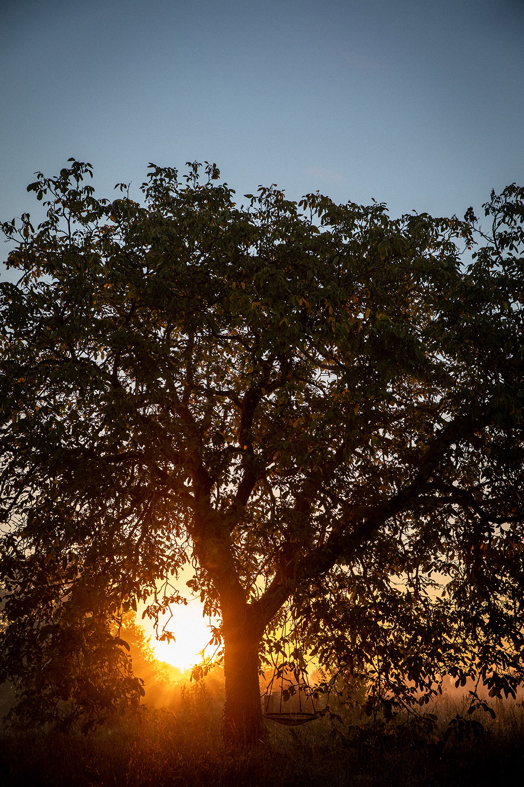 Coucher de soleil visible à travers les feuilles d'un arbre
