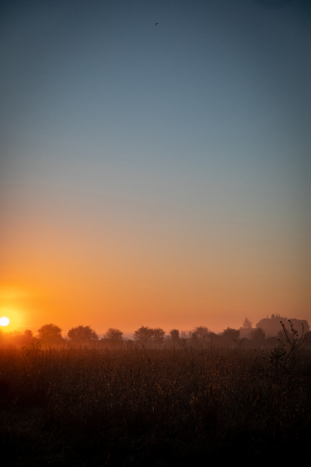 Coucher de soleil rose sur un champ