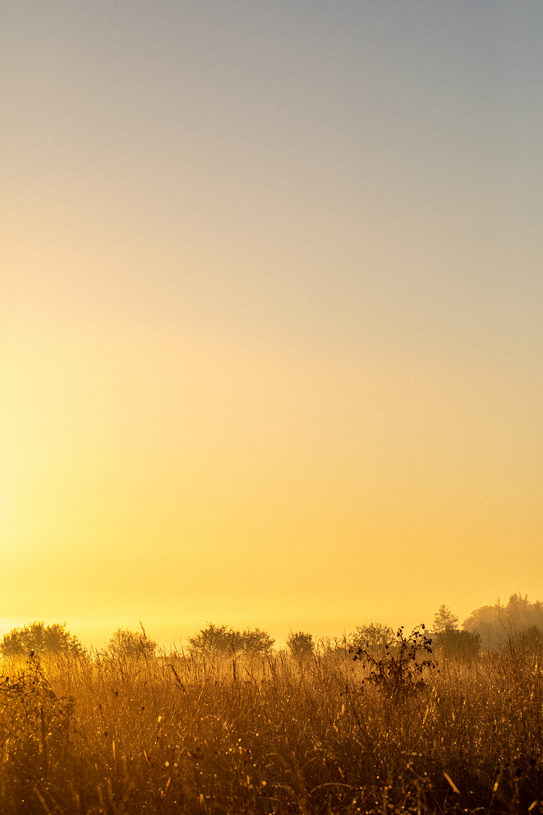 Lever de soleil sur un champ