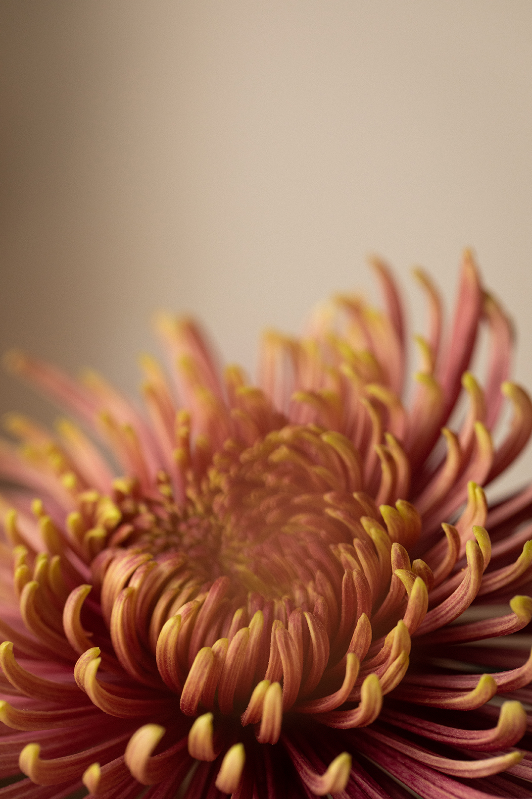 Pink and yellow chrysanthemum close up