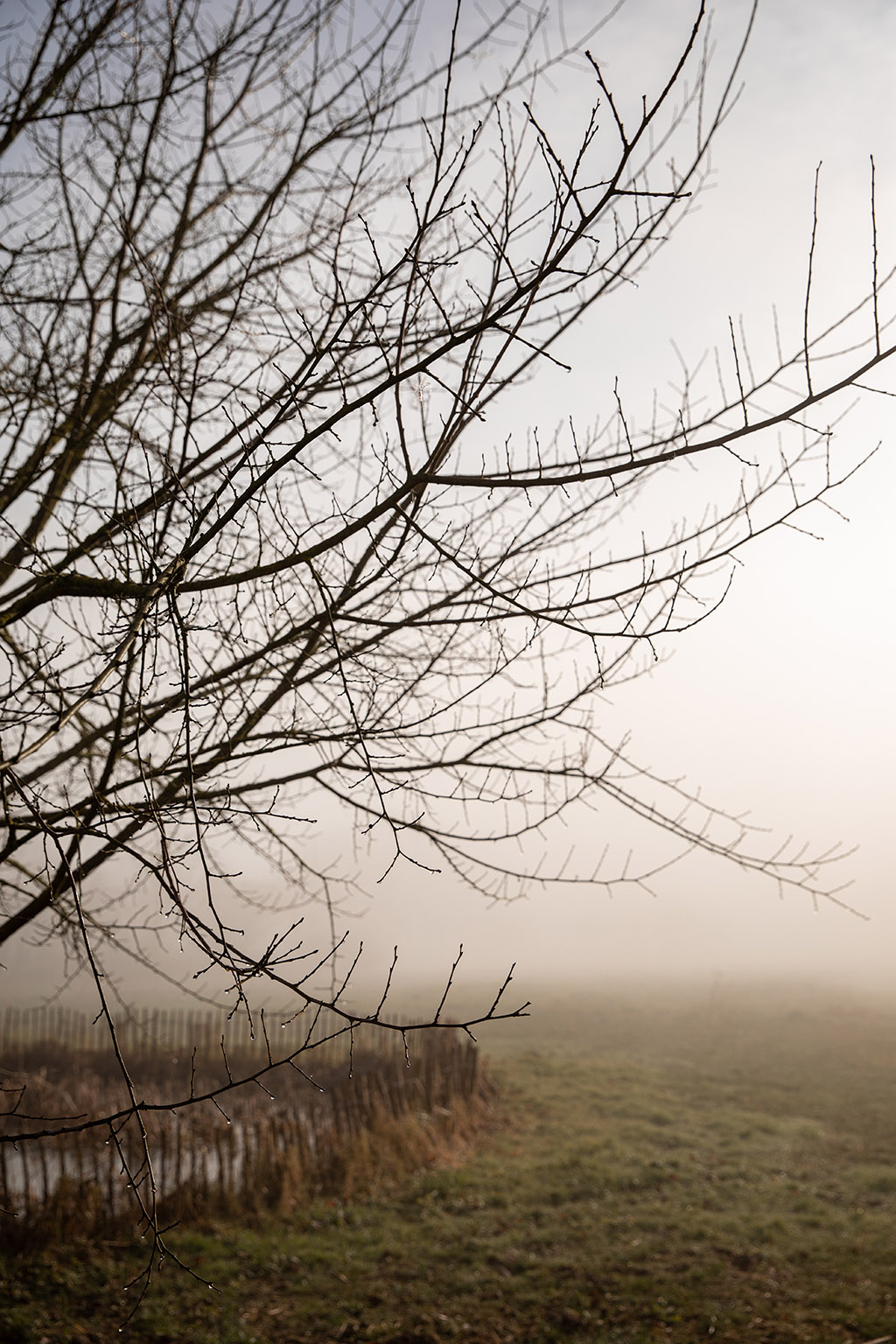 Paysage brumeux d’un matin d’hiver