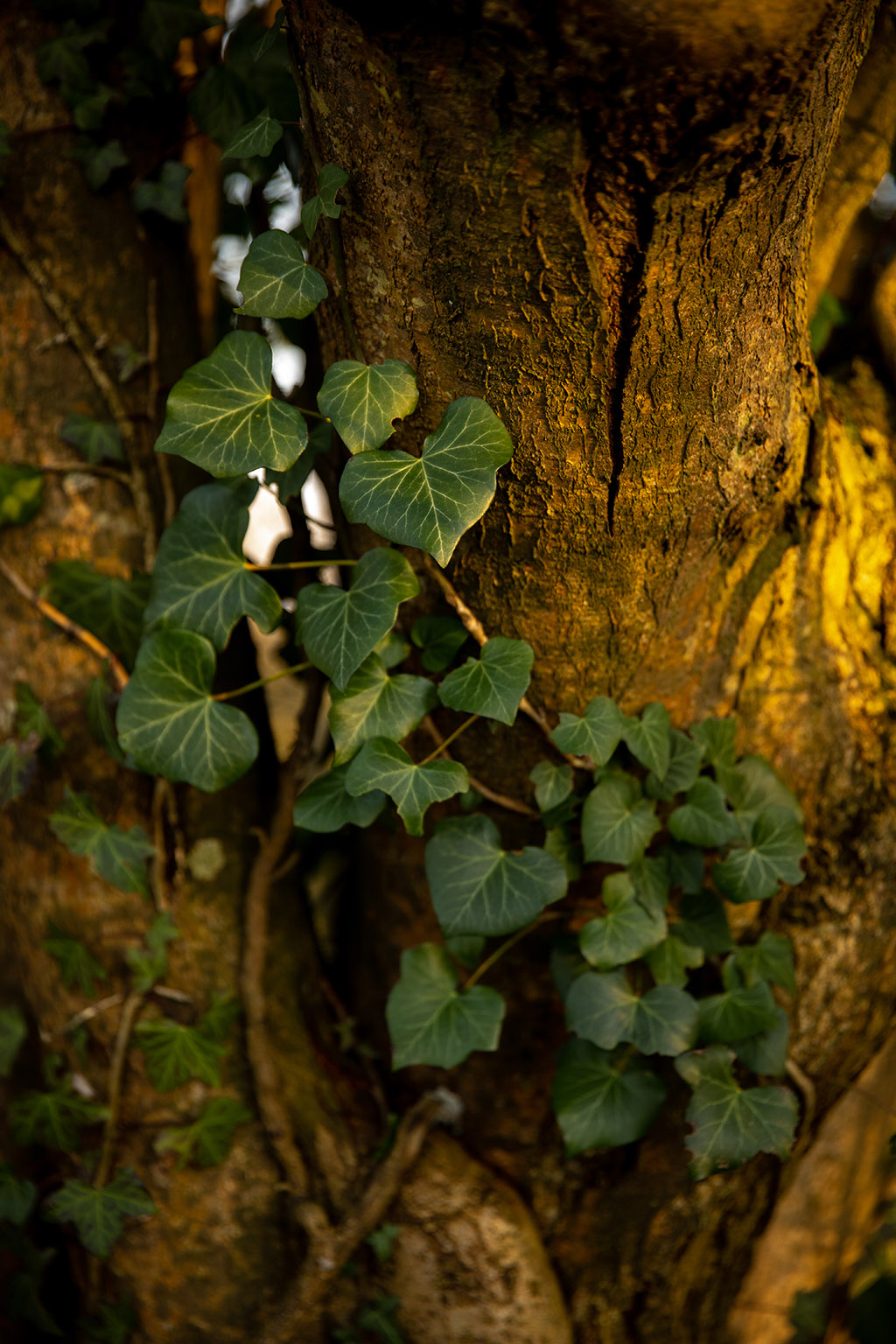 Tronc d’arbre entouré de lierre