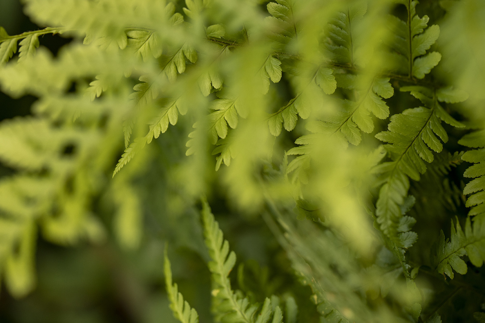 Le feutre pour sublimer vos plantes au printemps Muskhane