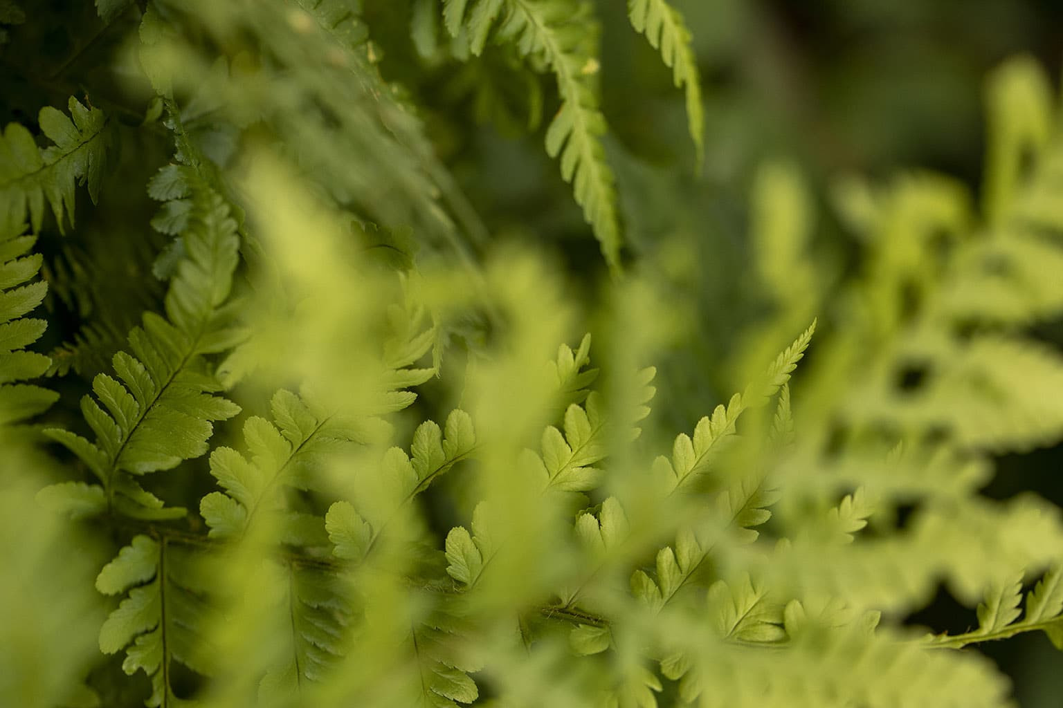 Le vert dans la décoration MUSKHANE Le vert dans la décoration MUSKHANE