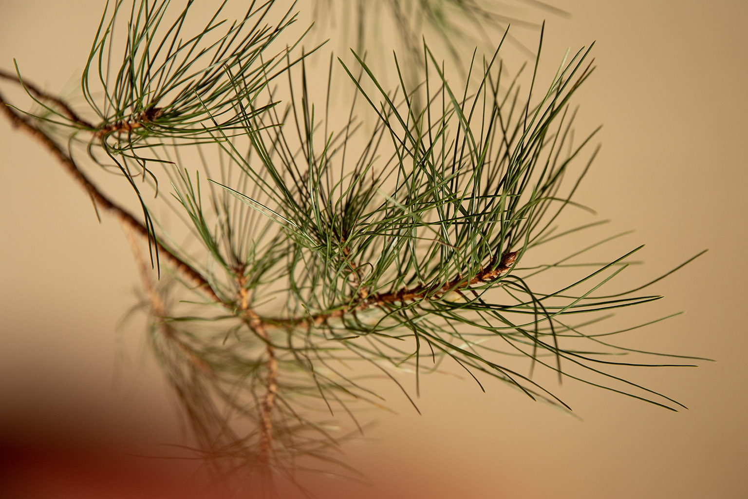 Wishlist Noël 2025 MUSKHANE